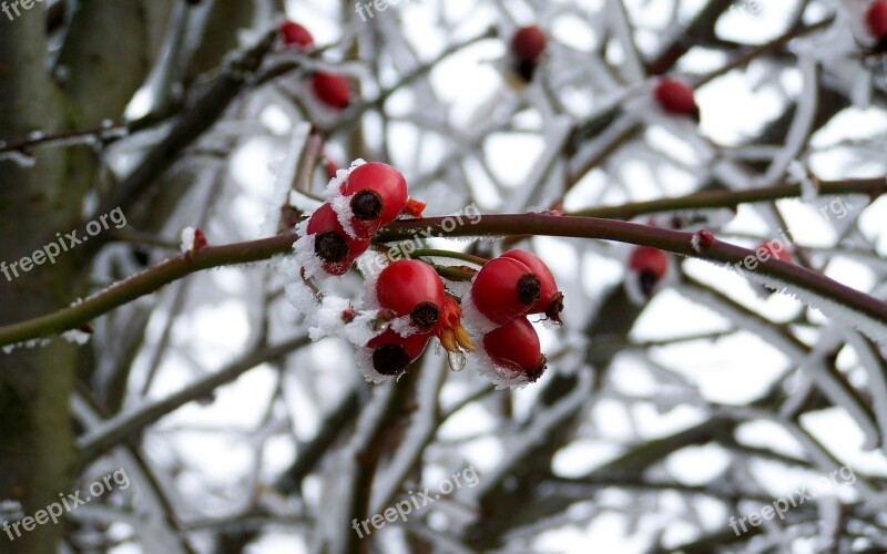 Hoary Rimy Winter Frost Free Photos