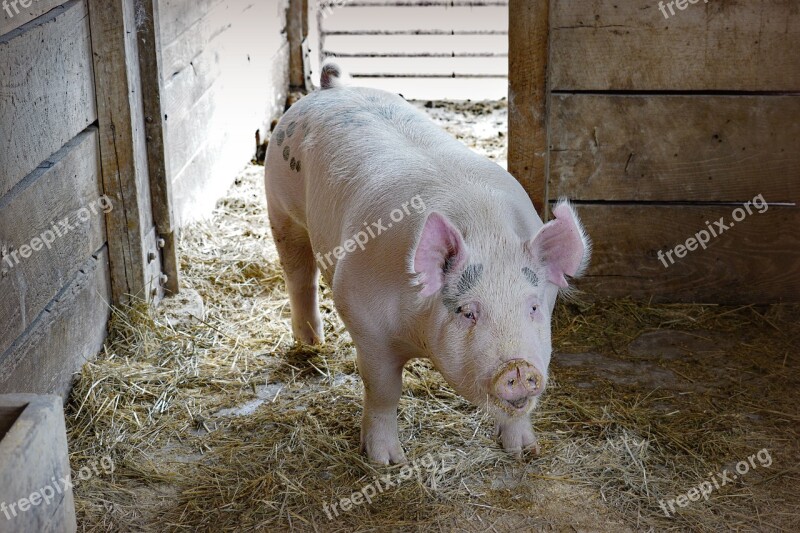 Pig Hog Farm Free Photos