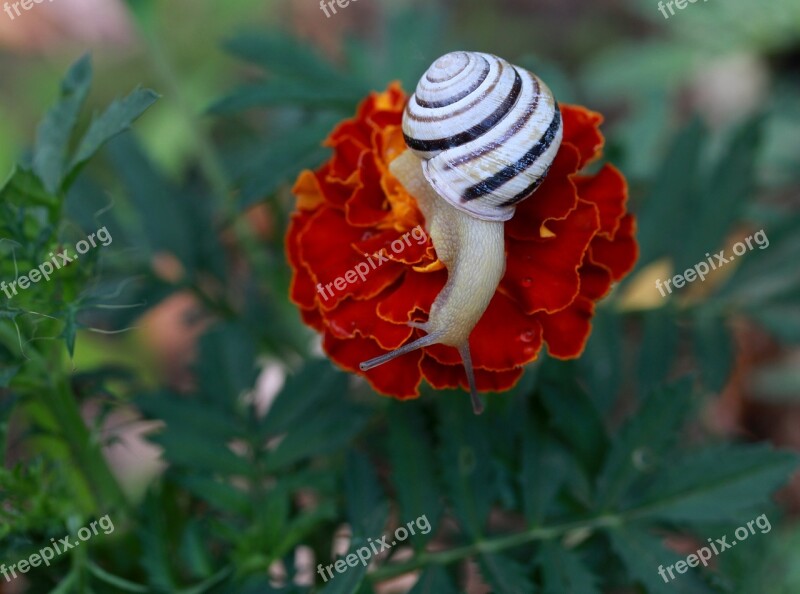 Snail Flower Red Shell Nature