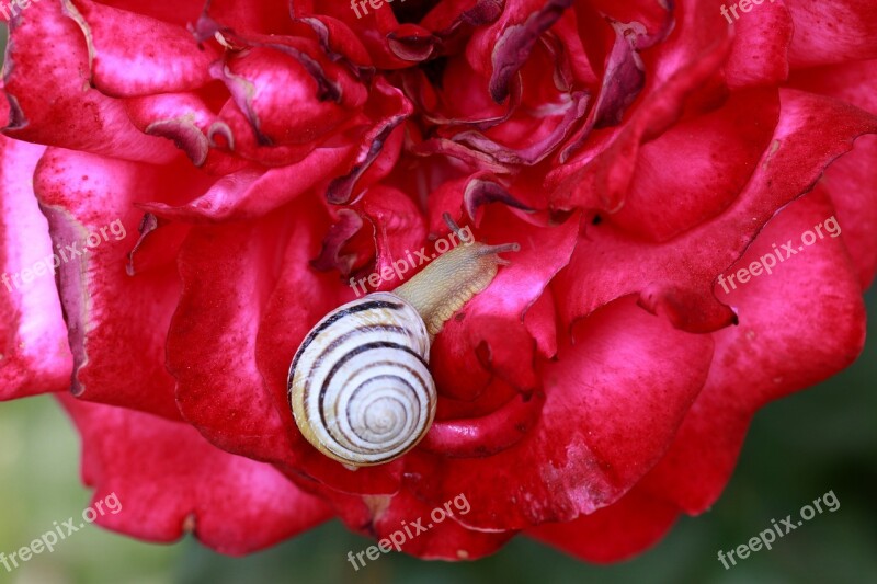 Snail Rose Red Shell Nature