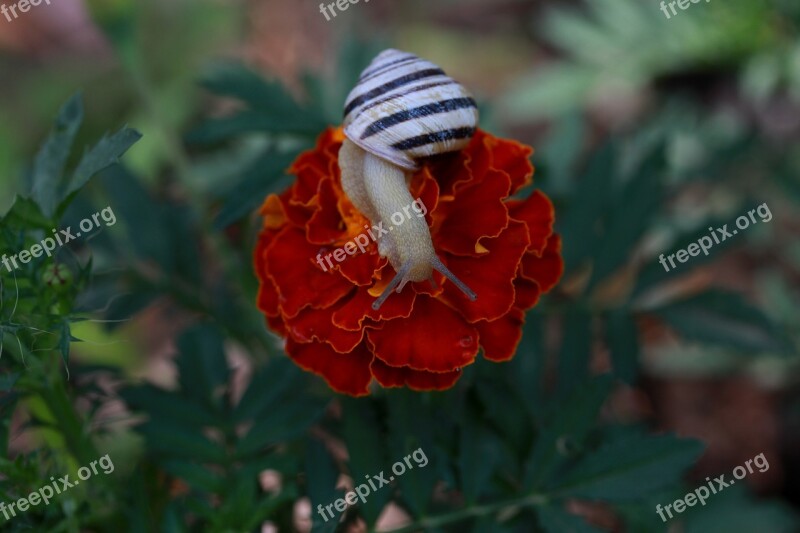 Snail Flower Red Shell Nature