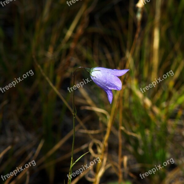 Small Blue Bell Wildflower Flower Blue Bloom Nature