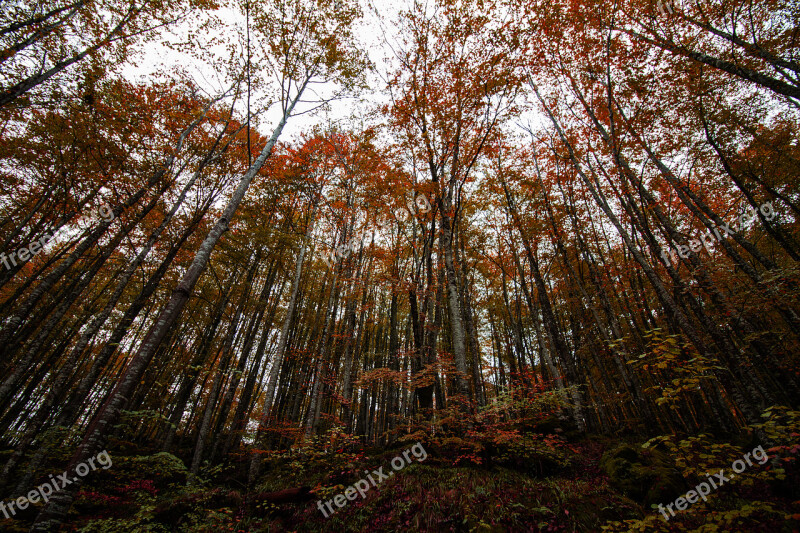 Forest Nature Irati Landscape Mystic