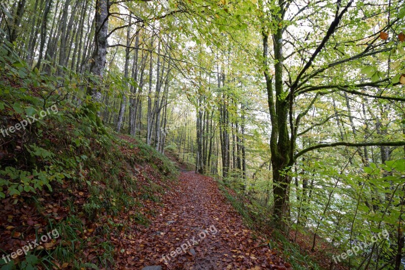 Forest Nature Irati Green Landscape