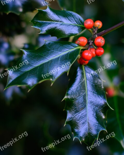 Holly Leaves Berry Red Christmas