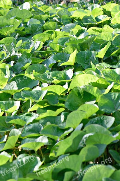 Foliage Leaves Green Nature Colorful