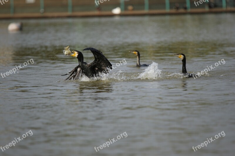 Cormorants Hunt Hunting Birds Fish