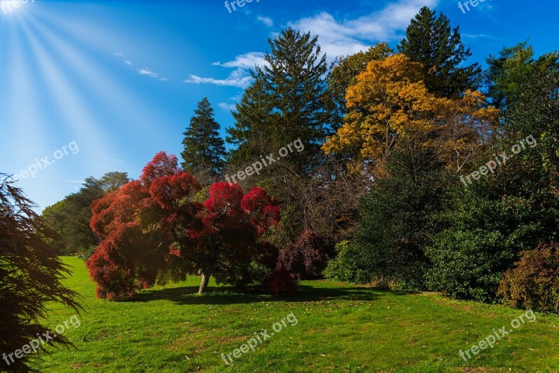 Autumn Trees Vivid Colors Sunrays Nature