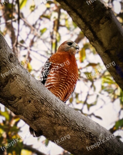 Hawk Wildlife Bird Ucla Usa