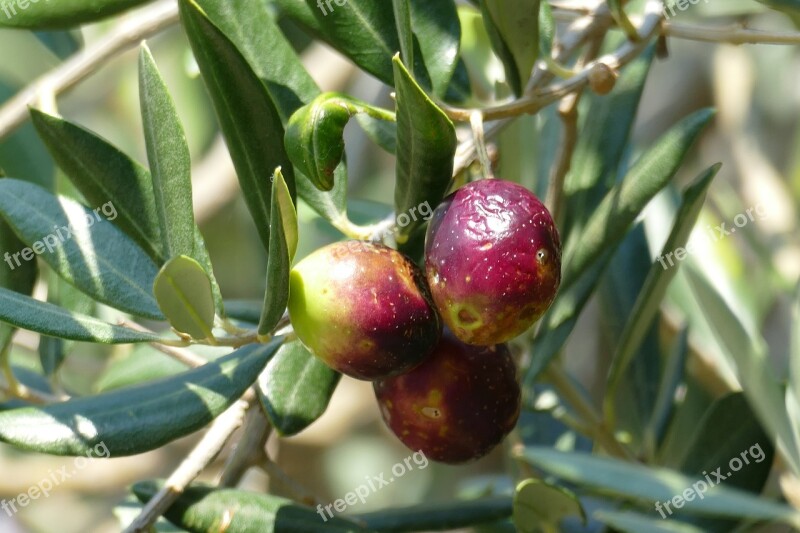 Olive Olive Tree Mediterranean Olive Leaf Free Photos