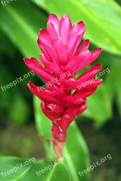 Hawaiian Pink Ginger Bali Free Photos