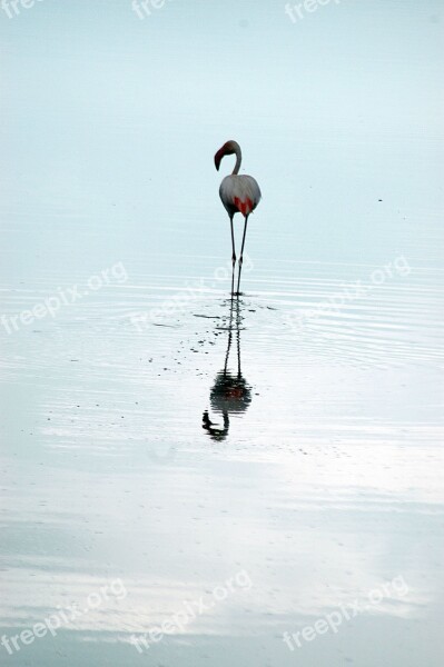 Flamingo Reflection Africa Water Bird