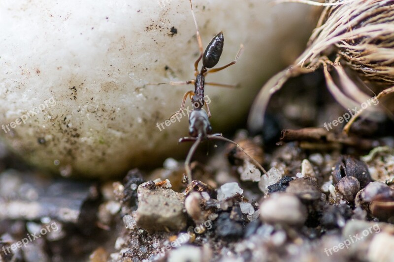 Ant Biology Stone Nature Wildlife