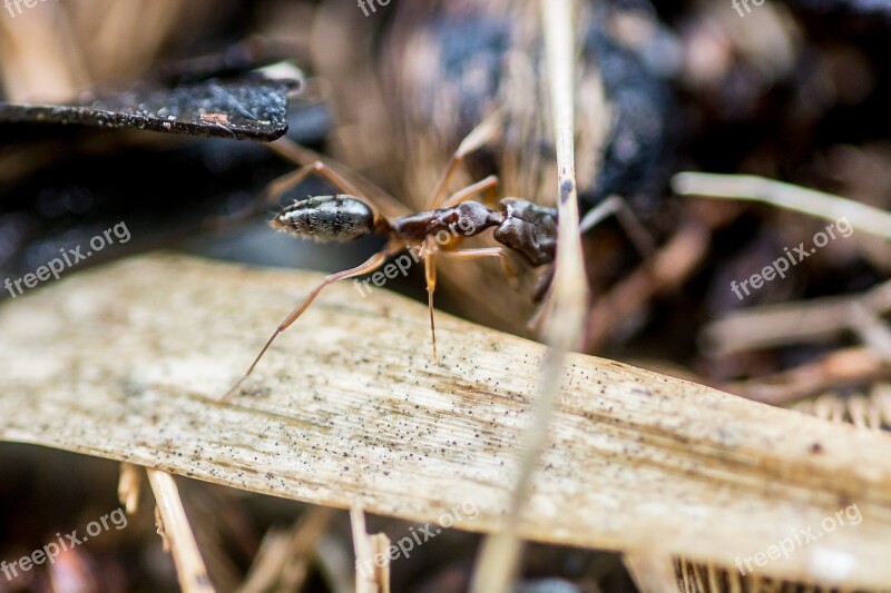 Ant Nature Biology Free Photos