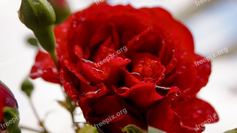 Rose Flower Bloom Nature Romantic