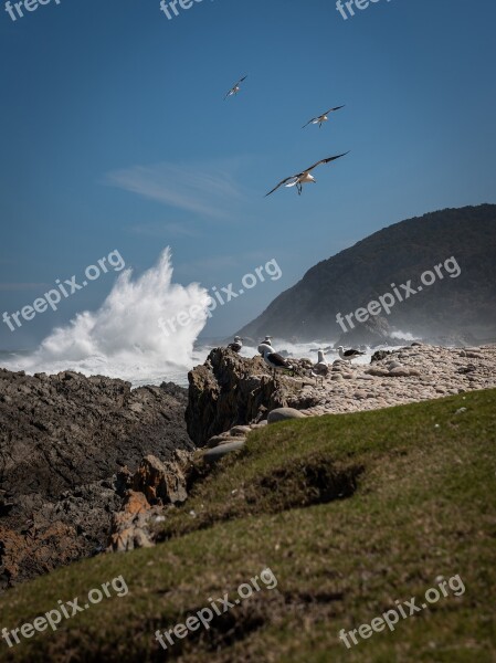 South Africa Coast Surf Gulls Wave