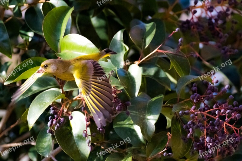 Spain Madrid Birding Verderón Común Colorful