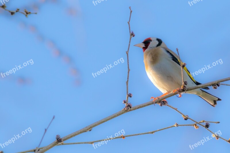 Spain Andalucia Huelva El Rocio Birding