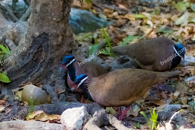 Cuba Pigeon Bird Blue-headed Quail-dove Endemic