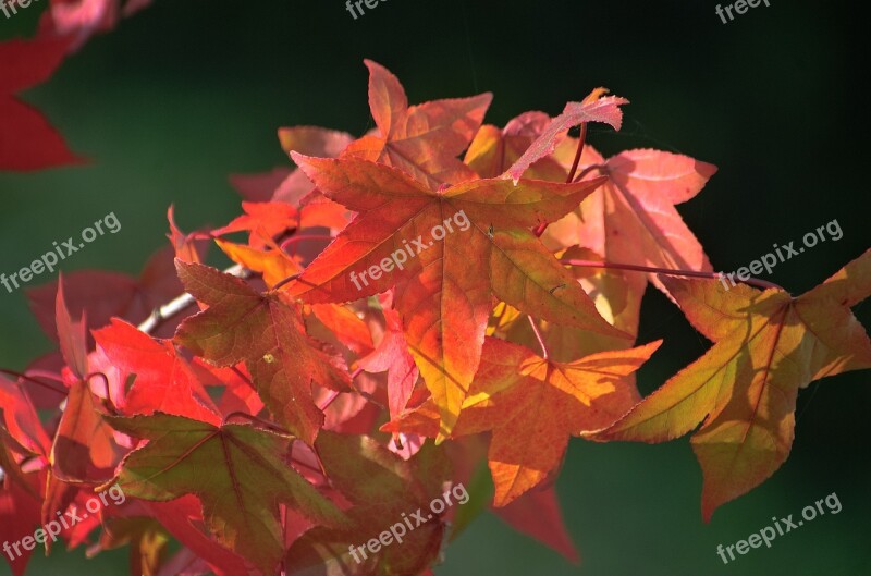 Fall Leaves Leaves Fall Foliage Amber Tree Bright