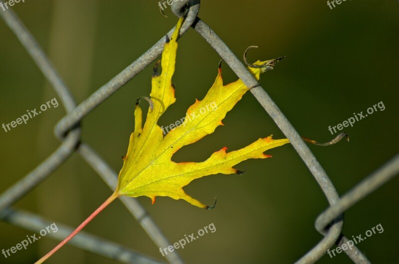 Leaf Autumn Leaf Leaves Fall Foliage Autumn