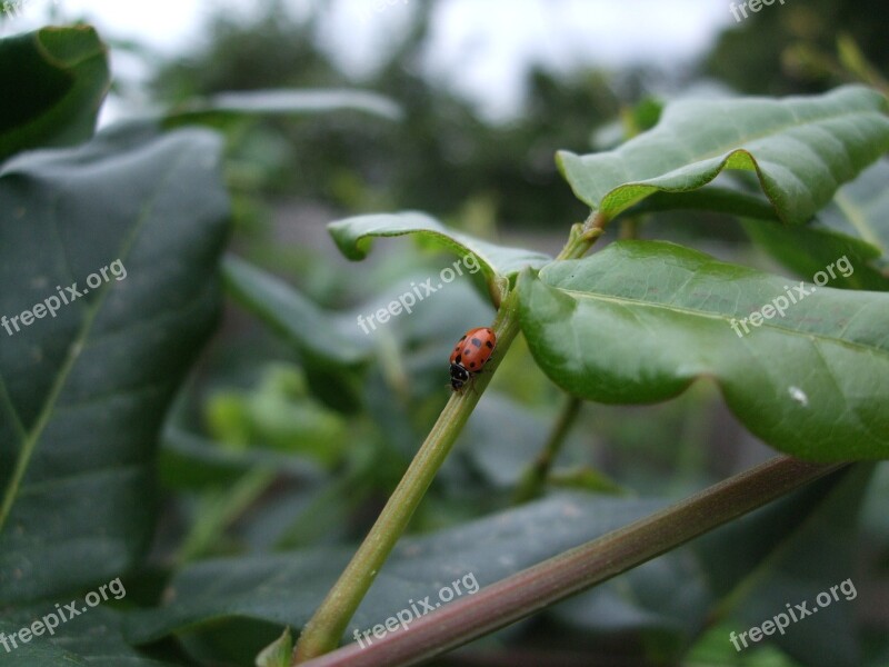 Ladybird Ladybug Insect Leaves Garden