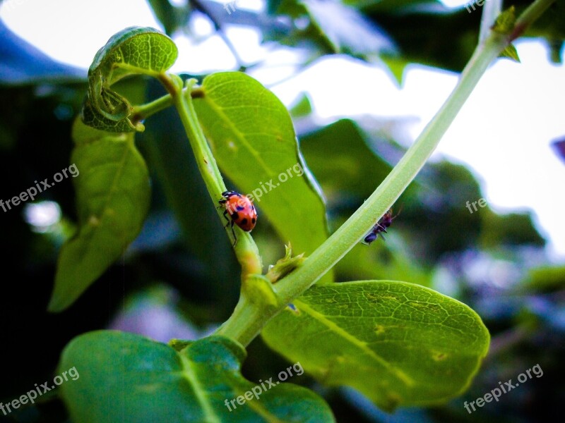 Ladybird Bug Insect Leaves Wisteria