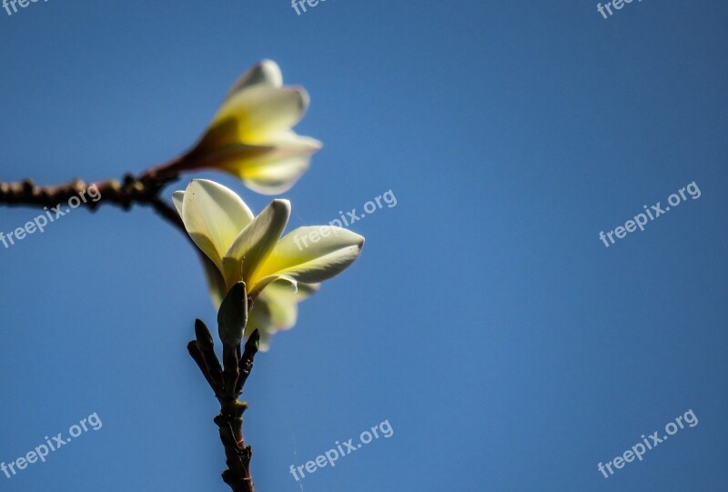 Frangipani Plumeria Flower Nature Vibrant