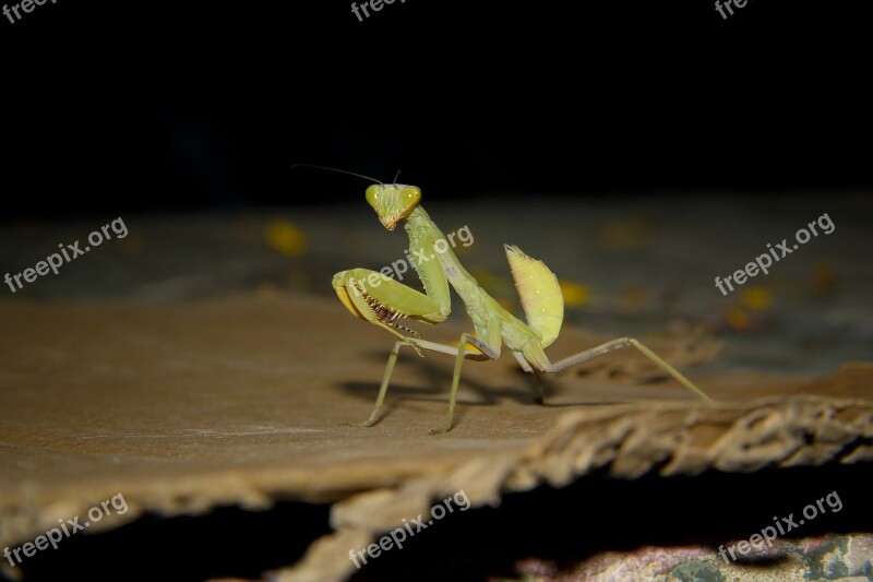 Mantis Photography Good Look Free Photos