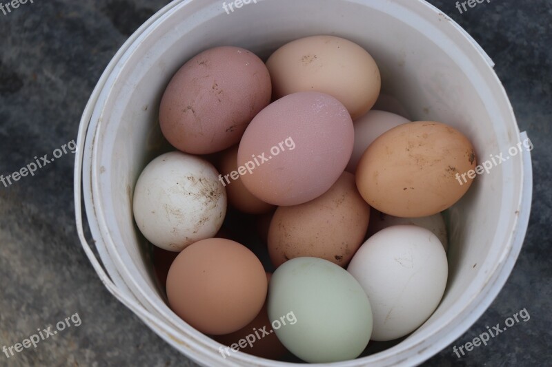 Egg Collection Of Nest Box Eggs Yesil Eggs Chicken Eggs Free Photos