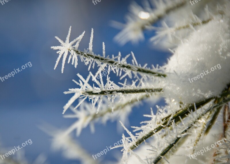 Leann Frost Spruce Winter Cold