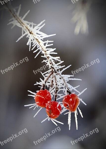 Leann Viburnum Cold Frost Free Photos