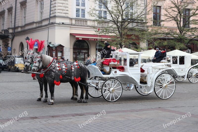 Horse Horses Tandem Carriage Kraków