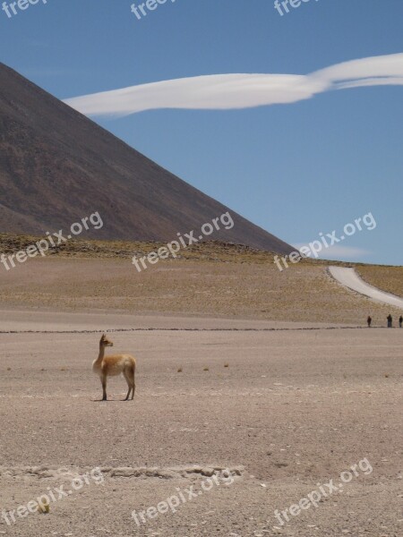 Chile High North Atacama Desert Blue Lagoon Lama