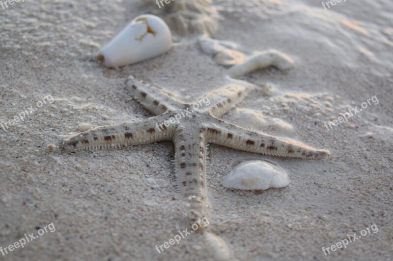 Starfish Shells Beach Free Photos