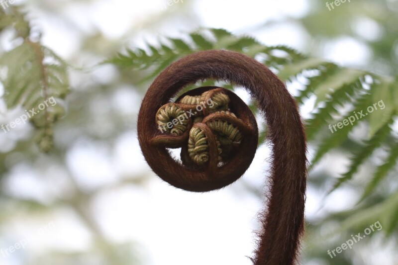 Nature Incomplete Tree Macro Jungle