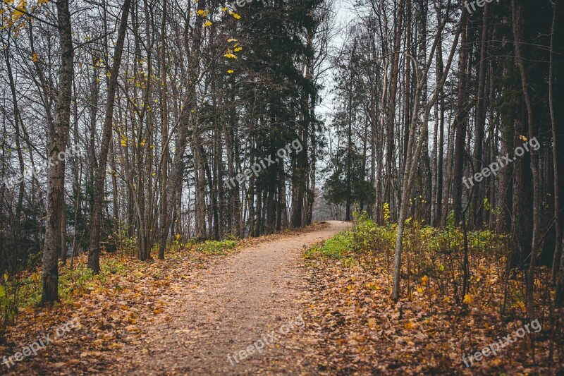 Landscape Path Autumn Leaves Brown