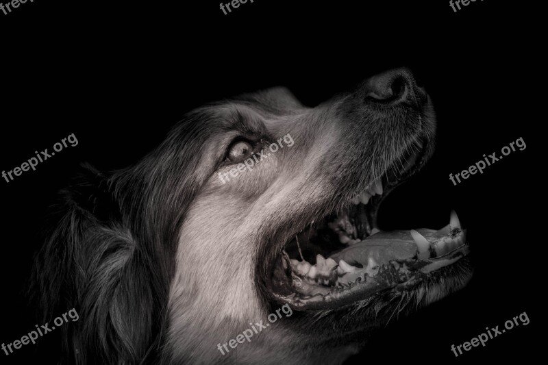 Dog Animal Portrait Animals Snout