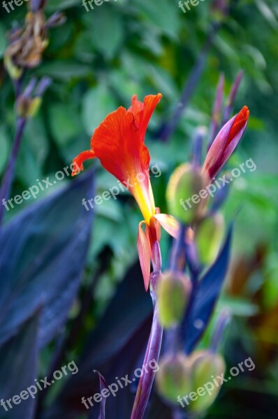 Close Up Red Flowers Red Bloom Blossom