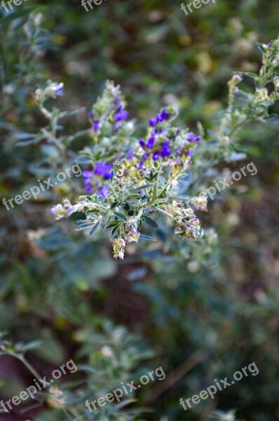 Flowers Small Flowers Close Up Bloom Small