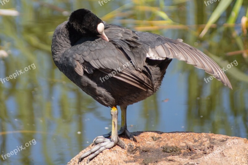 Coot Waterfowl Bird Feather Plumage