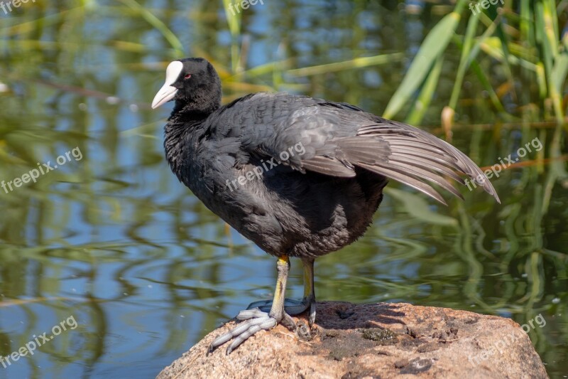 Coot Waterfowl Bird Water Free Photos