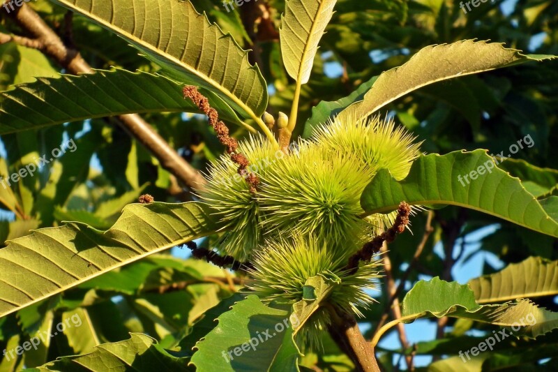 Tree Castanea Fruit Maroni Spikes