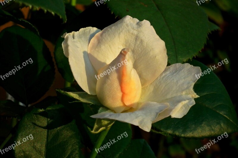 Flower Rose Tea Beauty The Smell Of