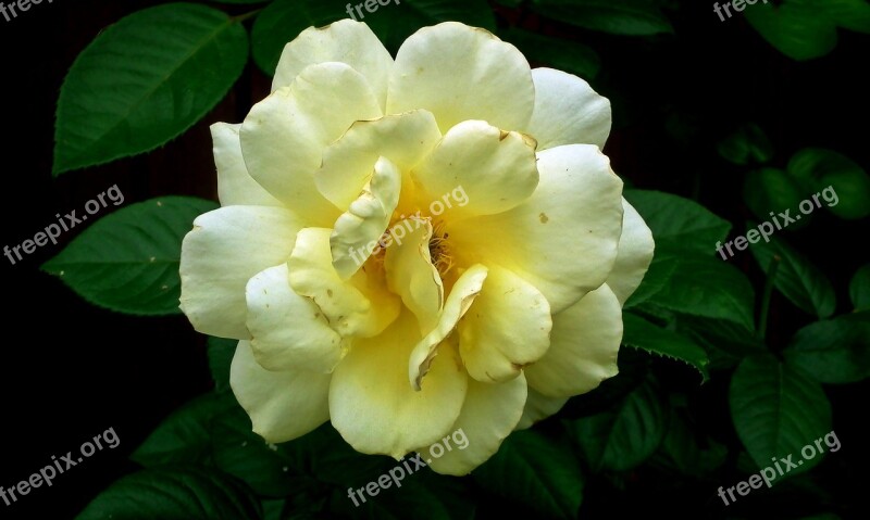 Flower Rose Romantic Beauty Garden