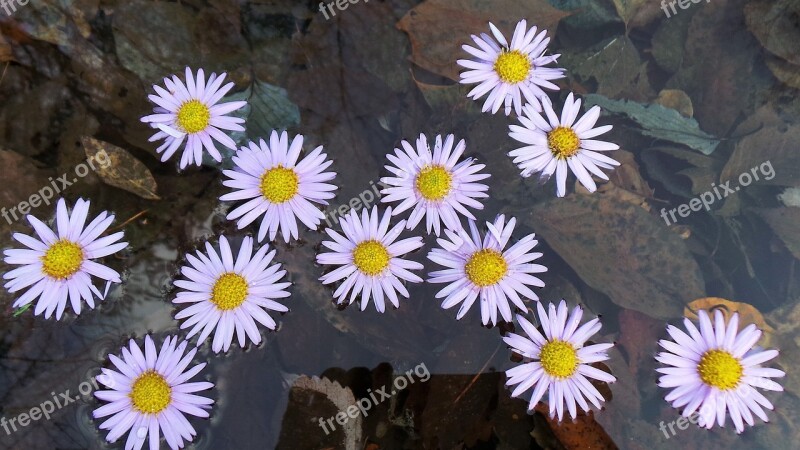 Their Mums Autumn Gujeolcho Flowers Nature