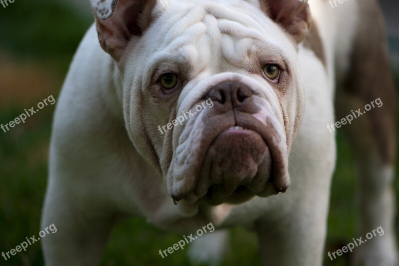 British British Bulldog Mans Best Friend White And Brown Bulldog Bulldog