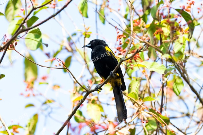 Cuba Cienaga De Zapata Oriole Yellow And Black Birding