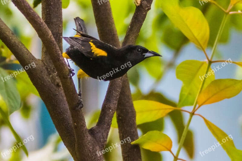 Cuba Cienaga De Zapata Oriole Yellow And Black Birding