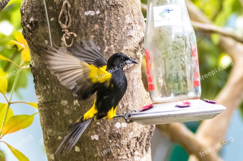 Cuba Cienaga De Zapata Oriole Yellow And Black Birding